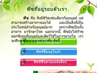 สามารถสร้างอาหารเองได้ และเป็นสิ่งทเี่ป็น 
ประโยชน์สำาหรับมนุษย์มาก เพราะพืชเป็นทงั้ 
อาหาร ยารักษาโรค นอกจากนี้ พืชยังใหก้๊าซ 
ออกซิเจนที่มนุษย์และสัตว์ใช้ในการหายใจ เรา 
จะศึกษาพืชจากแหล่งอาศัย ดังนี้ 
www.themegallery.com 
พืช คือ สงิ่มชีิวิตเช่นเดียวกบัมนุษย์ แต่ 
พืชที่ขึ้นอยู่บนบก 
พืชที่ขึ้นอยู่ในนำ้า 
พืชที่ขึ้นตามแหล่งอื่นๆ 
1 
2 
3 
พืชที่อยู่รอบตัวเรา 
 