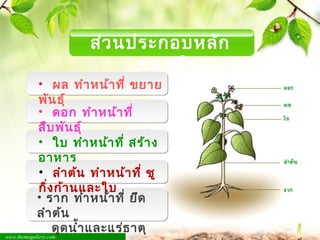 • ผล ทำำหน้้ำที่ ขยำย 
พัน้ธุ์ 
• ดอก ทำำหน้้ำที่ 
สืบพัน้ธุ์ 
• ใบ ทำำหน้้ำที่ สร้ำง 
อำหำร 
• ลำำต้น้ ทำำหน้้ำที่ ชู 
กิ่งก้ำน้และใบ 
www.themegallery.com 
ส่วน้ประกอบหลัก 
ของพืช 
• รำก ทำำหน้้ำที่ ยึด 
ลำำต้น้ 
ดูดน้ำ้ำและแร่ธำตุ 
อำหำร 
 