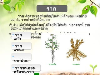 www.themegallery.com 
รำก 
รำก คือส่วน้ของพืชที่อยุ่ใน้ดิน้ มีลักษณะแผ่ขยำย 
ออกไป รำกทำำหน้้ำที่ยึดเกำะ 
กับดิน้ เพื่อให้ลำำต้น้ตั้งอยู่ได้โดยไม่โค่น้ล้ม น้อกจำกนี้้ รำก 
ยังมีหน้้ำที่ดูดน้ำ้ำและแร่ธำตุ 
จำ• กดิน้ เพื่อน้ำำมำเลี้ยงส่วน้ต่ำงๆของลำำต้น้ให้เจริญงอกงำม 
ดังนัรำแก้้้น้พืก 
ว 
ชทุกต้น้จึงต้องมีรำก 
• รำก 
แขน้ง 
• 
รำกฝอย 
• รำกขน้อ่อน้ 
หรือขน้รำก 
 