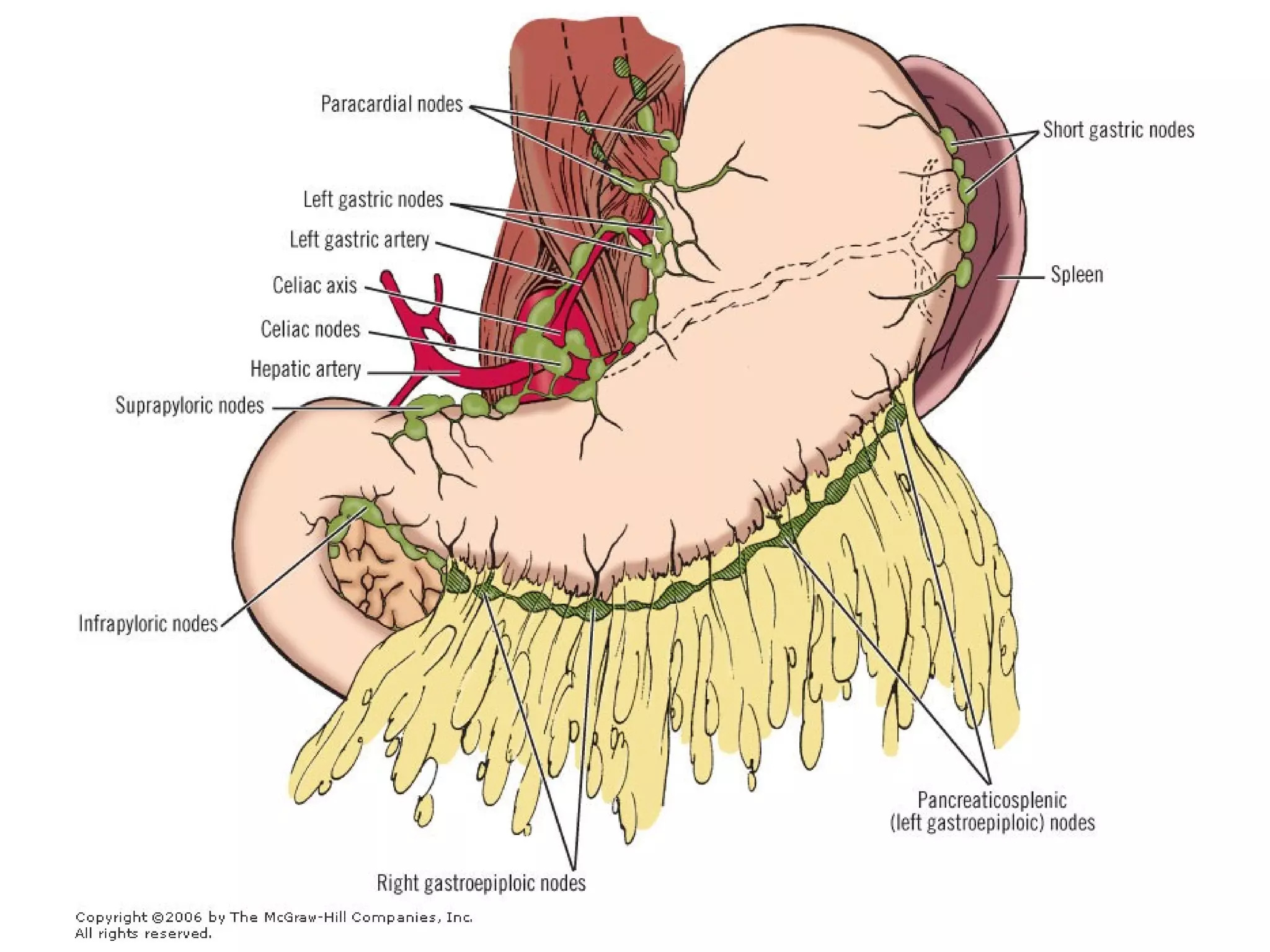Gastric surgical anatomy (Armata surgery school) | PPT