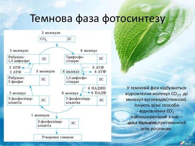 Таблица реакции фотосинтеза. Схема фотосинтеза 10 класс биология. Темновая фаза фотосинтеза схема. Этапы процесса фотосинтеза. Стадии процесса фотосинтеза.