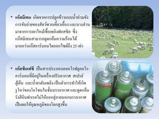 • แก๊สมีเทน เกิดจากการปลูกข้าวแบบน้า ท่วมขัง 
การขับถ่ายของสัตว์พวกเคี้ยวเอื้อง และบางส่วน 
มาจากการเผาไหม้เชื้อเพลิงฟอสซิล ซึ่ง 
แก๊สมีเทนสามารถดูดกลืนความร้อนได้ 
มากกว่าแก๊สคาร์บอนไดออกไซด์ถึง 25 เท่า 
• แก๊สซีเอฟซี เป็นสารประกอบคลอโรฟลูออโร- 
คาร์บอนที่มีอยู่ในเครื่องปรับอากาศ สเปรย์ 
ตู้เย็น และน้า ยาดับเพลิง เป็นตัวการทา ให้เกิด 
รูโหว่ของโอโซนในชั้นบรรยากาศ และดูดกลืน 
รังสีอินฟาเรดไม่ให้ออกสู่ภายนอกบรรยากาศ 
เป็นผลให้อุณหภูมิของโลกสูงขึ้น 
 