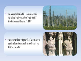 • ผลกระทบต่อต้นไม้ โดยฝนกรดจะ 
กัดกร่อนใบพืชจนเกิดรูโหว่ ทา ให้ 
พืชสังเคราะห์ด้วยแสงไม่ได้ 
• ผลกระทบต่อสิ่งปลูกสร้าง โดยฝนกรด 
จะกัดกร่อนวัสดุและสิ่งก่อสร้างต่างๆ 
ให้สึกกร่อนได้ 
 