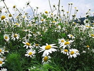 Травы - растение, не образующее 
одревесневающих стеблей жизненная 
форма растений, появившаяся на заре 
эволюции высших растений, когда они 
осваивали сушу. 
 