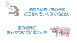 犬は 歯石によって歯の脱落を始めます 千葉県船橋市しらかば動物病院