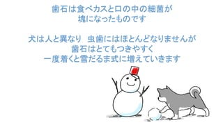 犬は 歯石によって歯の脱落を始めます 千葉県船橋市しらかば動物病院