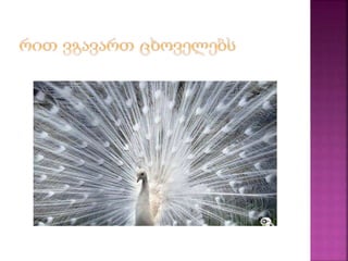 გენეტიკური დაავადებების დამემკვიდრება მომდევნო თაობებში