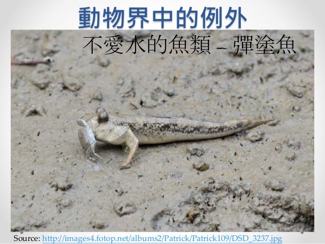 動物界中的例外