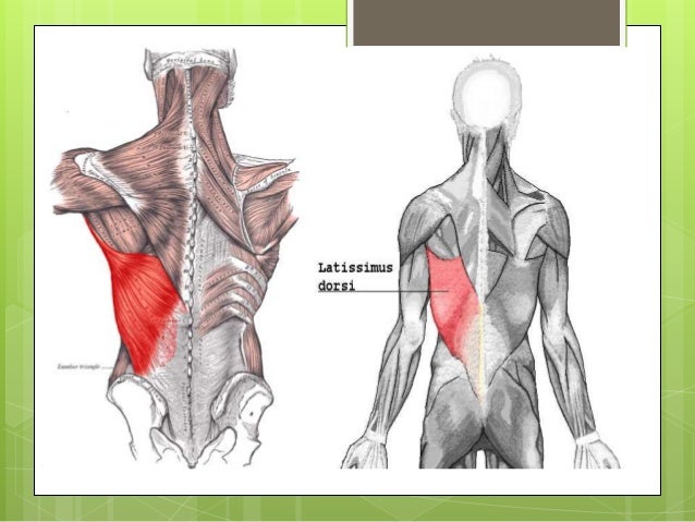 Lumbar triangle(Petit’s triangle) and it’s anatomical characteristics