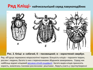 Ряд Кліщі- найчисельніший серед павукоподібних 
Рис. 2. Кліщі: а- собачий, б – пасовищний; в – коростяний свербун. 
Ряд об’єднує переважно мікроскопічні тварини. Більшість кліщів – паразити тварин, 
рослин і людини, багато із них є переносниками збудників захворювань. Серед них 
найбільш відомі кліщовий весняно-літній енцефаліт Багато видів кліщів приносять 
користь, живлячись гнилими рослинними рештками , беруть участь у грунтоутворенні 
 