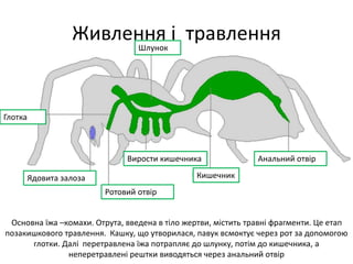 Живлення і травлення 
Шлунок 
Вирости кишечника Анальний отвір 
Основна їжа –комахи. Отрута, введена в тіло жертви, містить травні фрагменти. Це етап 
позакишкового травлення. Кашку, що утворилася, павук всмоктує через рот за допомогою 
глотки. Далі перетравлена їжа потрапляє до шлунку, потім до кишечника, а 
неперетравлені рештки виводяться через анальний отвір 
Глотка 
Ядовита залоза 
Ротовий отвір 
Кишечник 
 