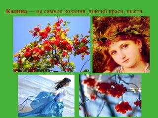 Калина — це символ кохання, дівочої краси, щастя. 
 