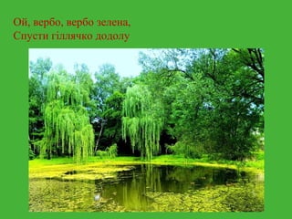 Ой, вербо, вербо зелена, 
Спусти гіллячко додолу 
 