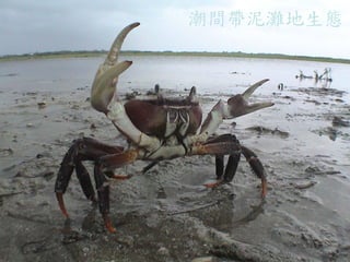 潮間帶泥灘地生態  