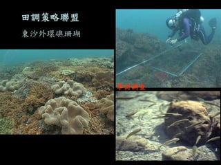 東沙外環礁珊瑚 
田調策略聯盟 
學術調查  