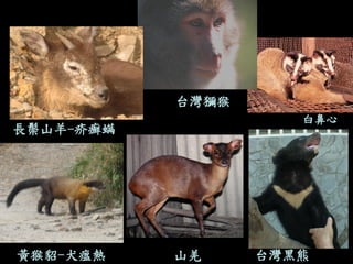 山羌 
台灣黑熊 
長鬃山羊-疥癬螨 
台灣獼猴 
黃猴貂-犬瘟熱 
白鼻心  