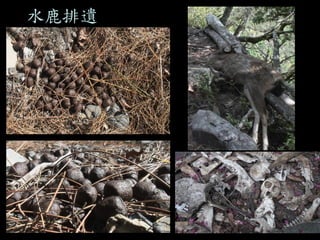水鹿排遺  