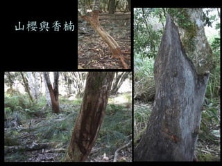 山櫻與香楠  