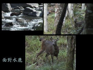 面對水鹿  