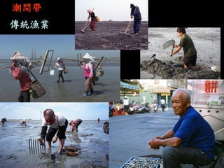 潮間帶 
傳統漁業 
扒文蛤  