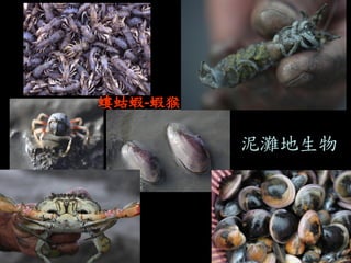 泥灘地生物 
螻蛄蝦-蝦猴  