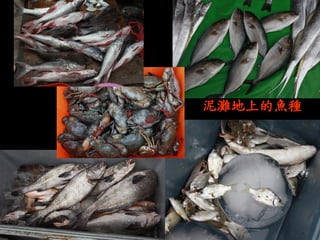 泥灘地上的魚種  