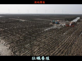 牡蠣養殖 
溼地價值  
