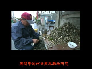 潮間帶的蚵田與泥灘地研究  