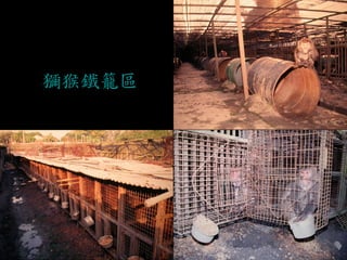 獼猴鐵籠區 
1994年立法院前的指引  