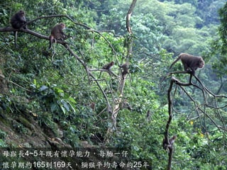 母猴長4~5年既有懷孕能力，每胎一仔 
懷孕期約165到169天，獼猴平均壽命約25年  