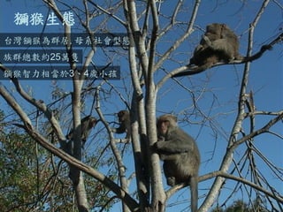 台灣獼猴為群居.母系社會型態 
獼猴生態 
族群總數約25萬隻 
獼猴智力相當於3、4歲小孩  