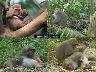 獼猴社會行為─理毛  