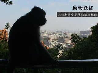 動物救援 
人類拓展空間壓縮獼猴棲地  