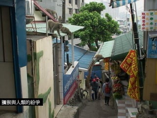 獼猴與人類的紛爭  