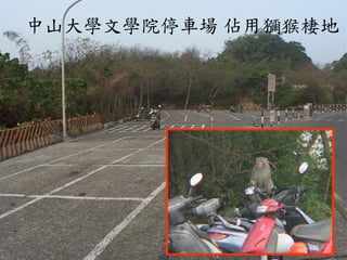 中山大學文學院停車場 佔用獼猴棲地  