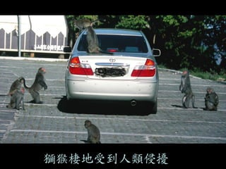 獼猴棲地受到人類侵擾  