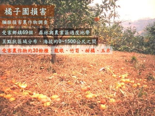 橘子園損害 
獼猴損害農作物調查 
受害鄉鎮69個，森林與農業區過度地帶 
呈點狀區域分布，海拔約0~1500公尺之間 
受害農作物約30餘種，龍眼、竹筍、柑橘、玉米  