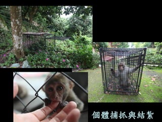 個體捕抓與結紮  