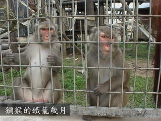 獼猴的鐵籠歲月  