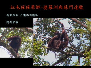紅毛猩猩原鄉-婆羅洲與蘇門達臘 
馬來西亞-丹儂谷保護區 阿丹家族  