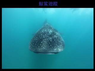 鯨鯊遊蹤  