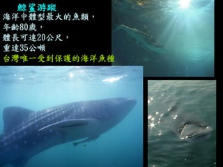 海洋中體型最大的魚類， 
年齡80歲， 
體長可達20公尺， 
重達35公噸 
台灣唯一受到保護的海洋魚種 
鯨鲨游蹤  