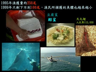 豆腐鯊 
鯨鲨 
1995年漁獲量約250尾 
1999年只剩下不到100尾，漁民所捕獲的魚體也越來越小 
天九翅 人民幣115,000  