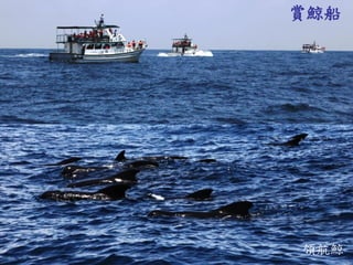 賞鯨船 
領航鯨  