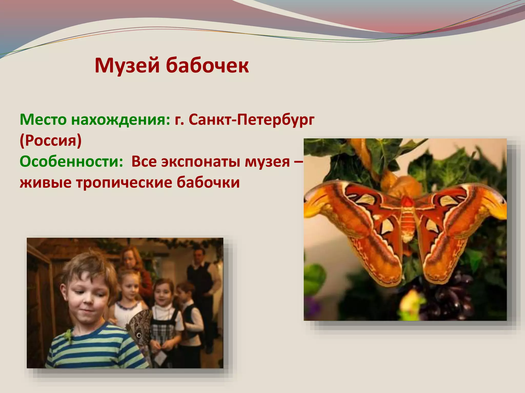 Музей бабочек 
Место нахождения: г. Санкт-Петербург 
(Россия) 
Особенности: Все экспонаты музея – 
живые тропические бабочки 
 