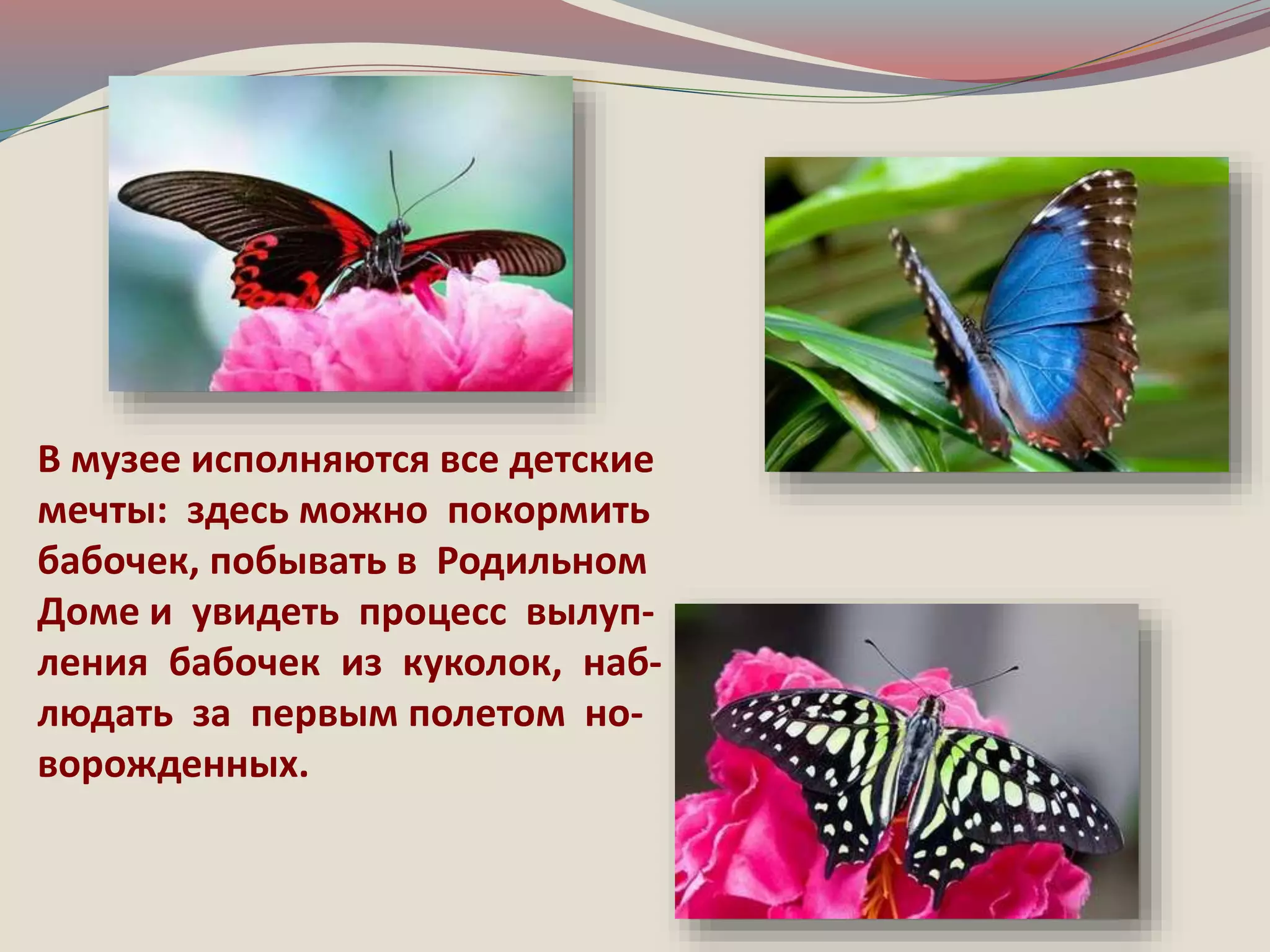 В музее исполняются все детские 
мечты: здесь можно покормить 
бабочек, побывать в Родильном 
Доме и увидеть процесс вылуп- 
ления бабочек из куколок, наб- 
людать за первым полетом но- 
ворожденных. 
 