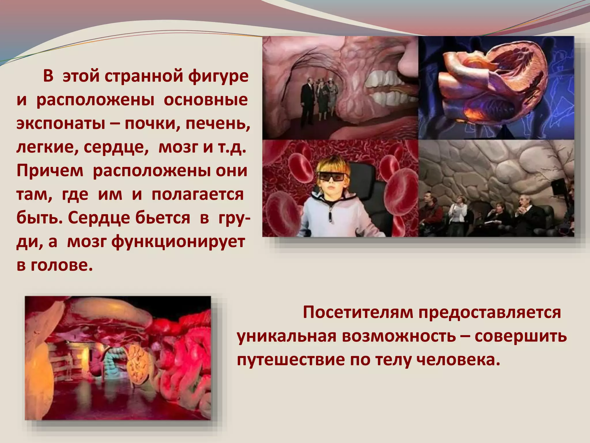 В этой странной фигуре 
и расположены основные 
экспонаты – почки, печень, 
легкие, сердце, мозг и т.д. 
Причем расположены они 
там, где им и полагается 
быть. Сердце бьется в гру- 
ди, а мозг функционирует 
в голове. 
Посетителям предоставляется 
уникальная возможность – совершить 
путешествие по телу человека. 
 