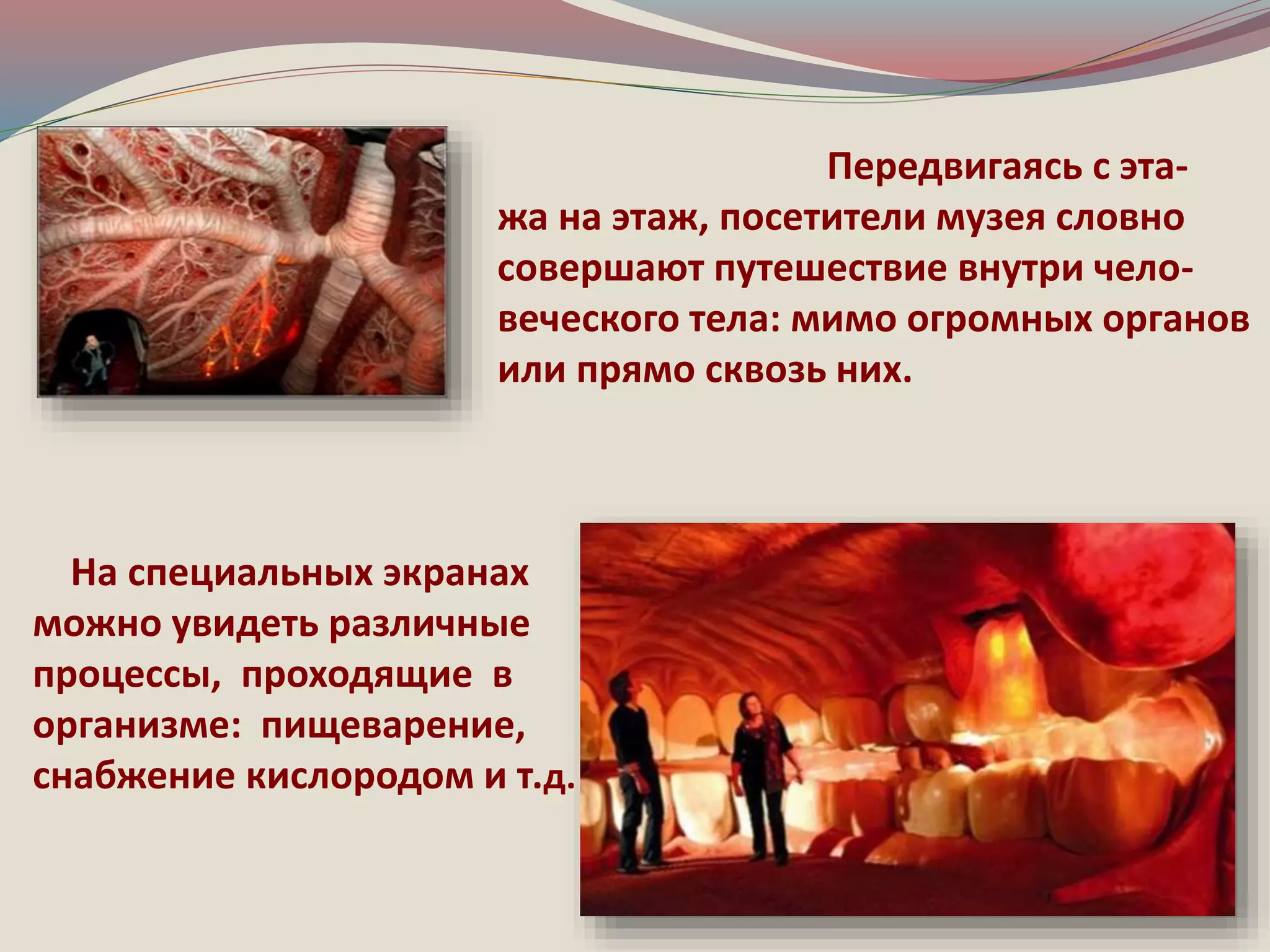 Передвигаясь с эта- 
жа на этаж, посетители музея словно 
совершают путешествие внутри чело- 
веческого тела: мимо огромных органов 
или прямо сквозь них. 
На специальных экранах 
можно увидеть различные 
процессы, проходящие в 
организме: пищеварение, 
снабжение кислородом и т.д. 
 