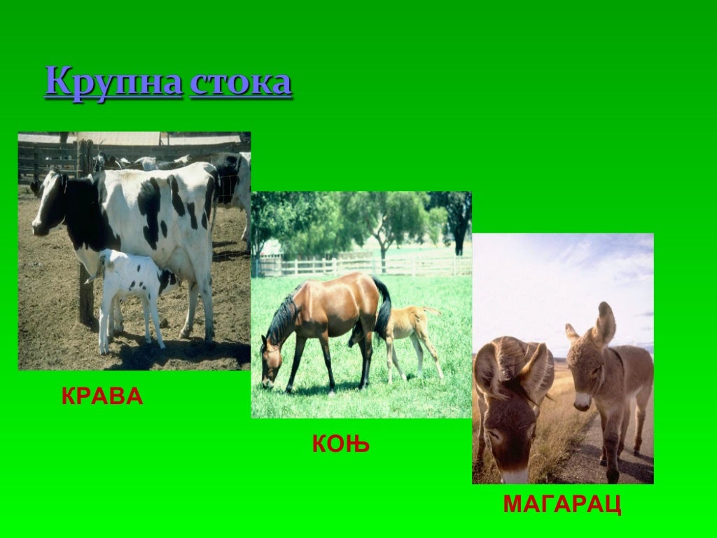 домаће животиње