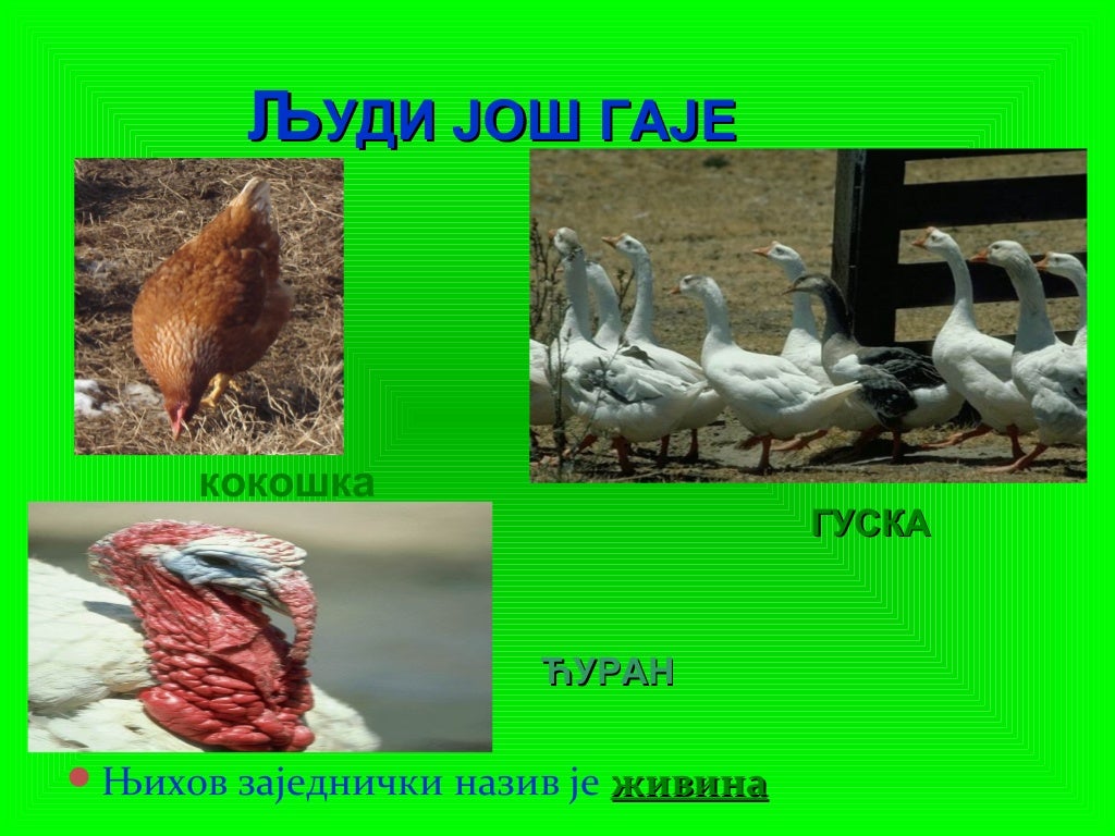 домаће животиње